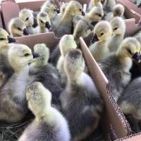 獅頭鵝苗現(xiàn)貨出售低價(jià)出售成年獅頭鵝鵝苗價(jià)格便宜好養(yǎng)活量大包郵